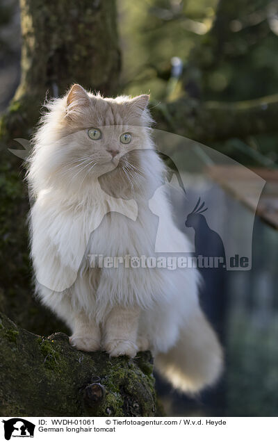 Deutsch Langhaar / German longhair tomcat / WVDH-01061