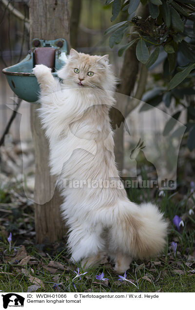 Deutsch Langhaar / German longhair tomcat / WVDH-01066