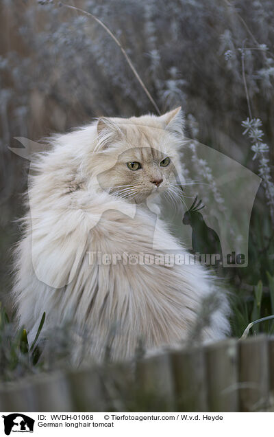 Deutsch Langhaar / German longhair tomcat / WVDH-01068