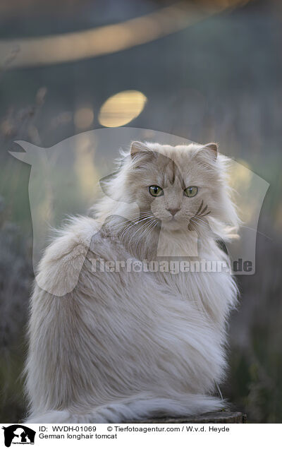 Deutsch Langhaar / German longhair tomcat / WVDH-01069