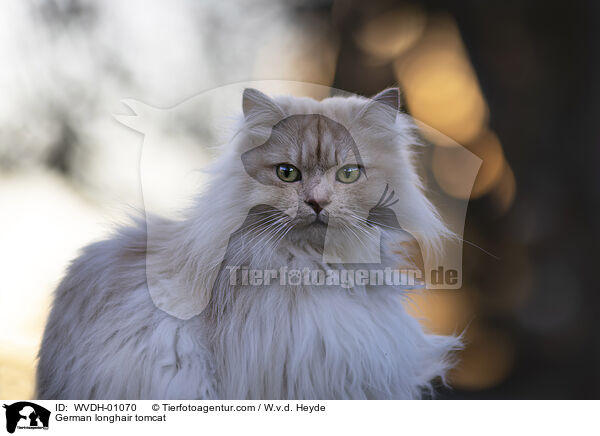 Deutsch Langhaar / German longhair tomcat / WVDH-01070