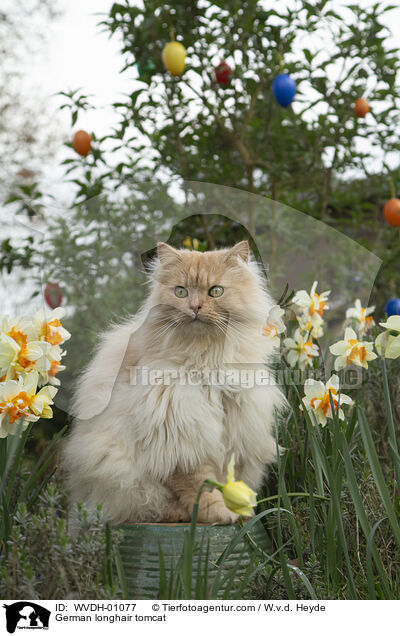 Deutsch Langhaar / German longhair tomcat / WVDH-01077