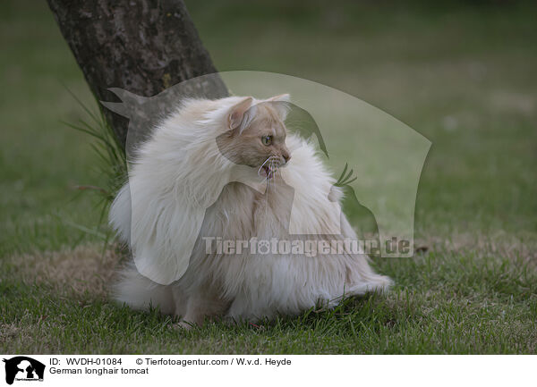 Deutsch Langhaar / German longhair tomcat / WVDH-01084