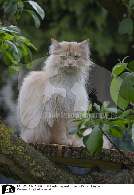 Deutsch Langhaar / German longhair tomcat / WVDH-01086