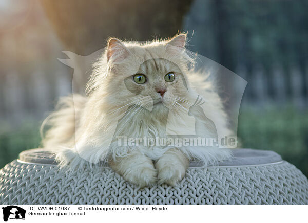 Deutsch Langhaar / German longhair tomcat / WVDH-01087