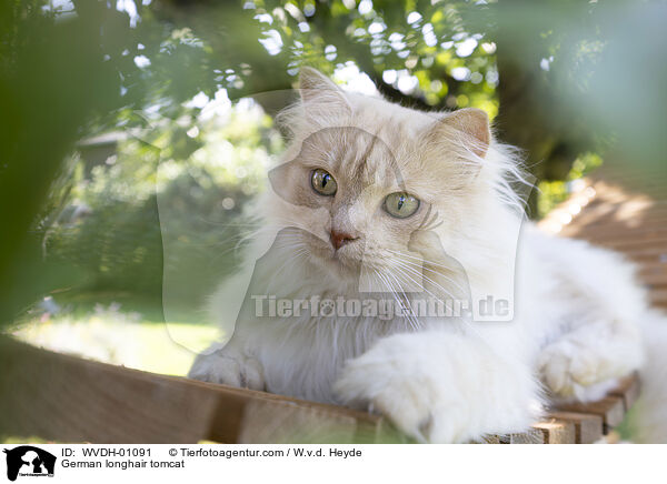 Deutsch Langhaar / German longhair tomcat / WVDH-01091