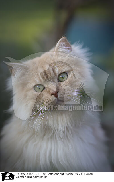 Deutsch Langhaar / German longhair tomcat / WVDH-01094