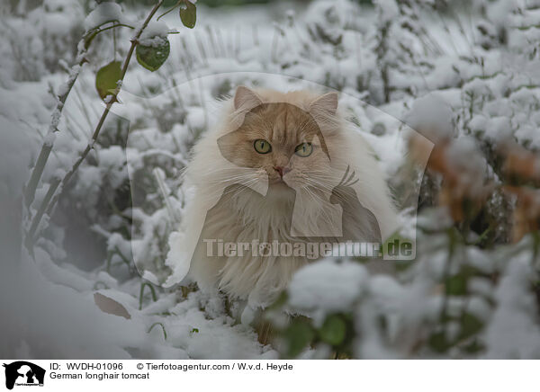 Deutsch Langhaar / German longhair tomcat / WVDH-01096