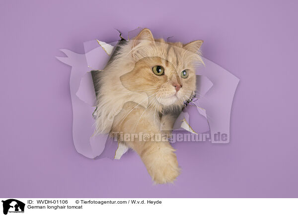 Deutsch Langhaar / German longhair tomcat / WVDH-01106