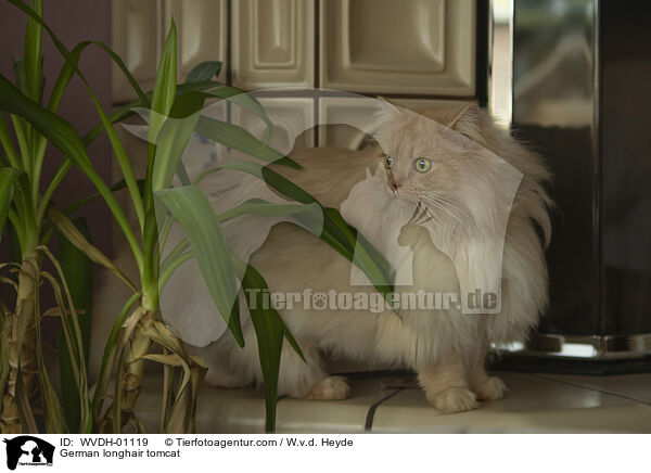 Deutsch Langhaar / German longhair tomcat / WVDH-01119