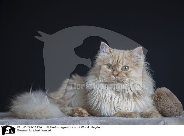 Deutsch Langhaar / German longhair tomcat / WVDH-01124