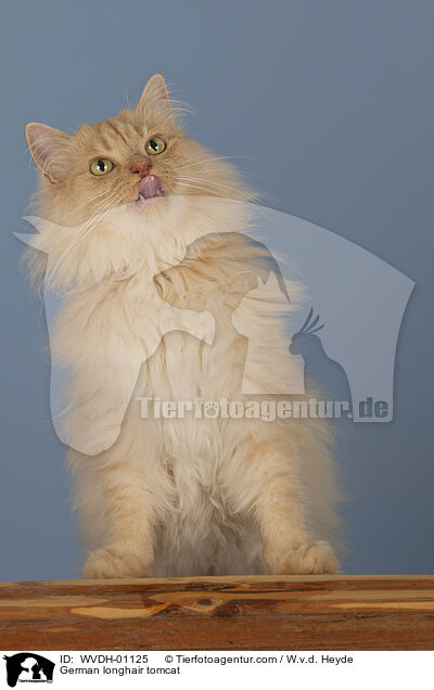 Deutsch Langhaar / German longhair tomcat / WVDH-01125