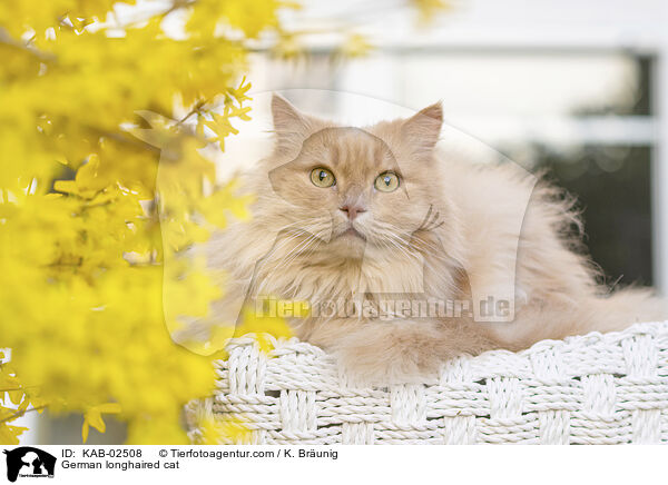 Deutsch Langhaar / German longhaired cat / KAB-02508