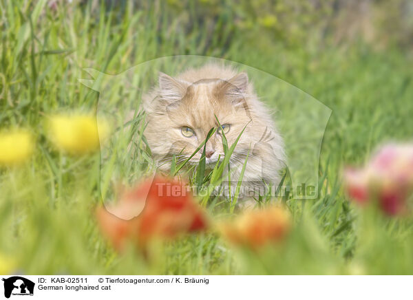 Deutsch Langhaar / German longhaired cat / KAB-02511