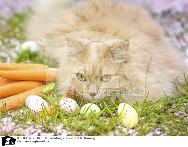 Deutsch Langhaar / German longhaired cat / KAB-02516