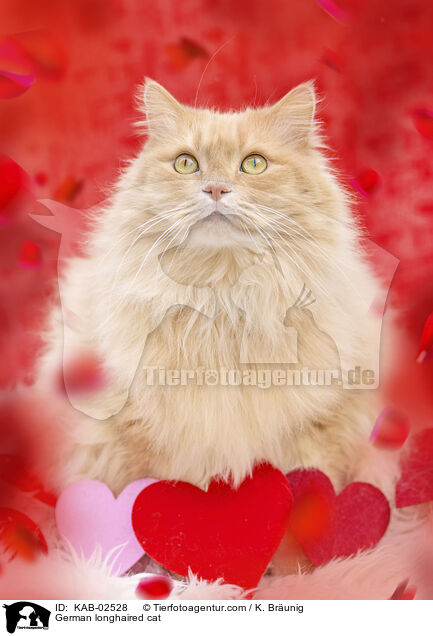 Deutsch Langhaar / German longhaired cat / KAB-02528