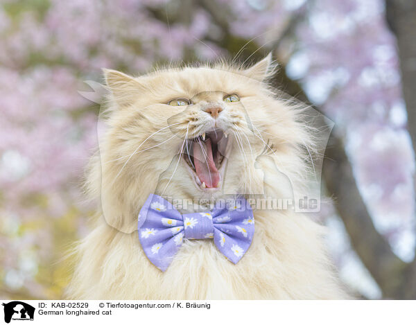 Deutsch Langhaar / German longhaired cat / KAB-02529
