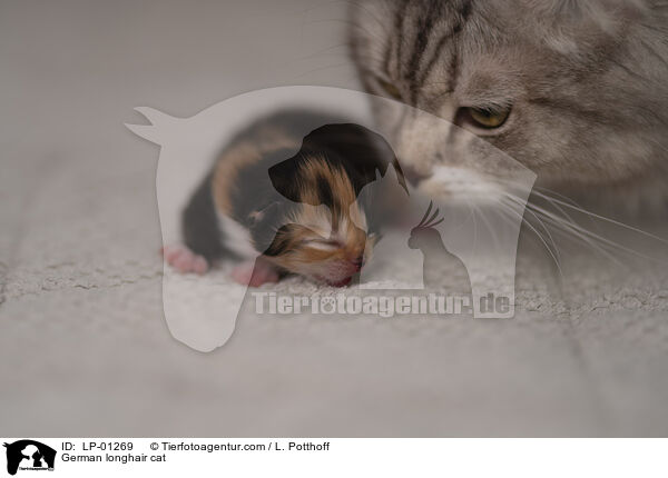 Deutsch Langhaar Katze / German longhair cat / LP-01269