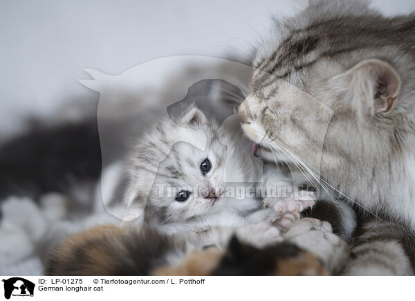 Deutsch Langhaar Katze / German longhair cat / LP-01275