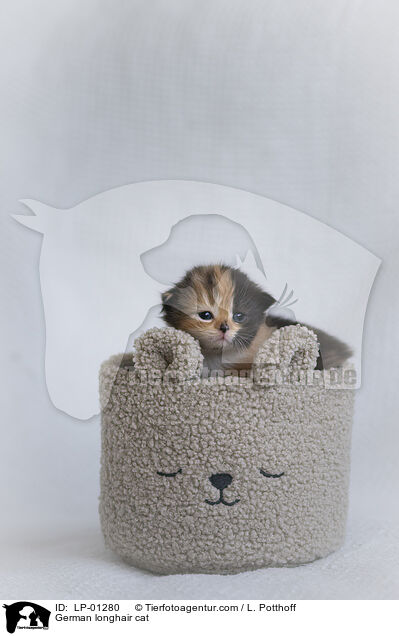 Deutsch Langhaar Katze / German longhair cat / LP-01280