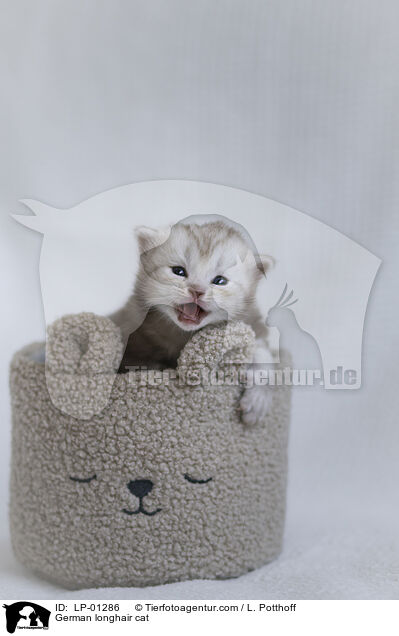 Deutsch Langhaar Katze / German longhair cat / LP-01286