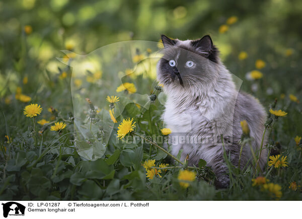 Deutsch Langhaar Katze / German longhair cat / LP-01287