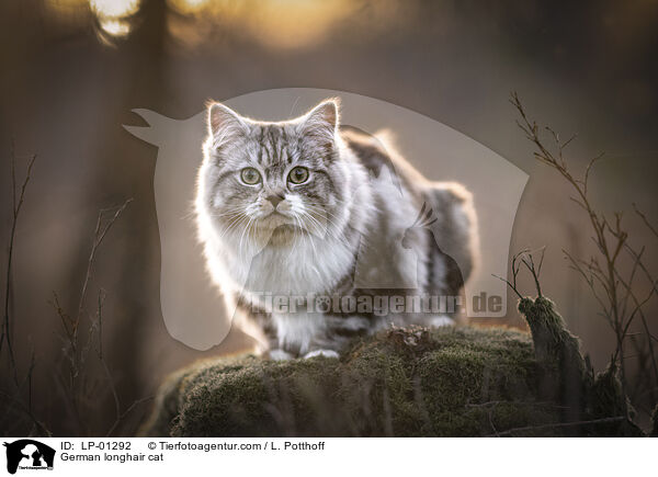 Deutsch Langhaar Katze / German longhair cat / LP-01292