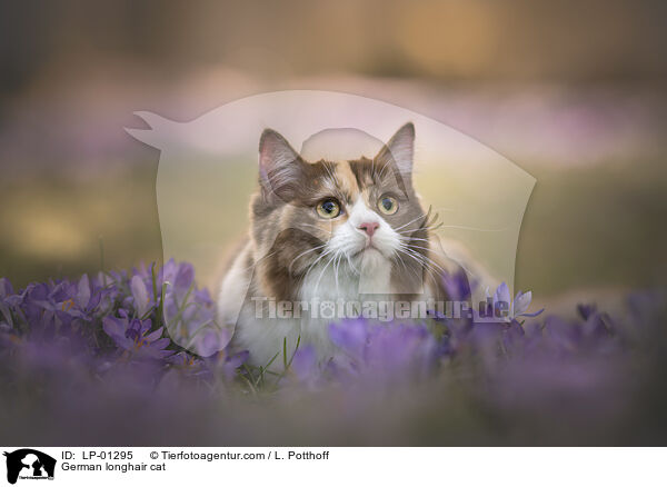 Deutsch Langhaar Katze / German longhair cat / LP-01295