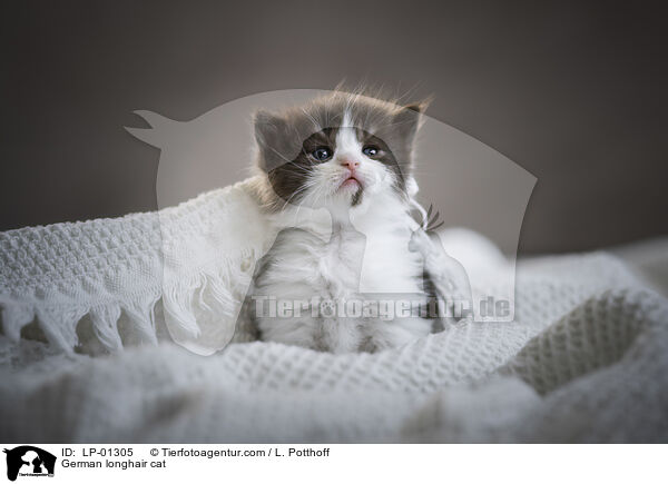 Deutsch Langhaar Katze / German longhair cat / LP-01305