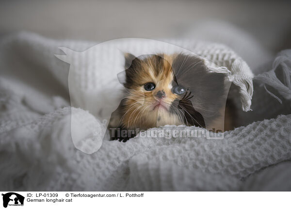 Deutsch Langhaar Katze / German longhair cat / LP-01309