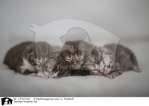 Deutsch Langhaar Katze / German longhair cat / LP-01316
