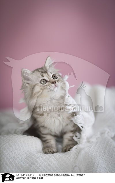 Deutsch Langhaar Katze / German longhair cat / LP-01319