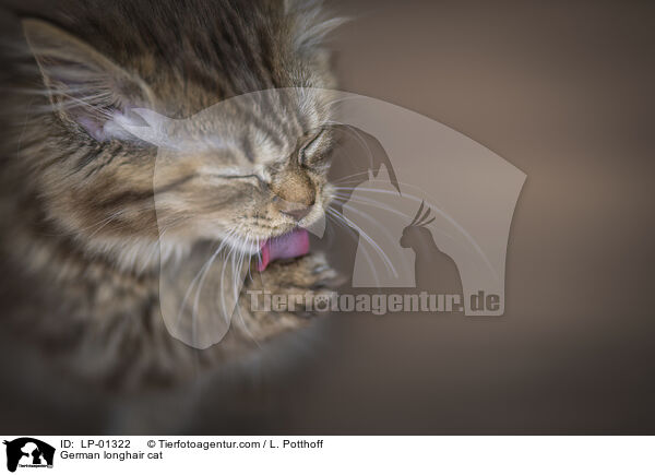 Deutsch Langhaar Katze / German longhair cat / LP-01322