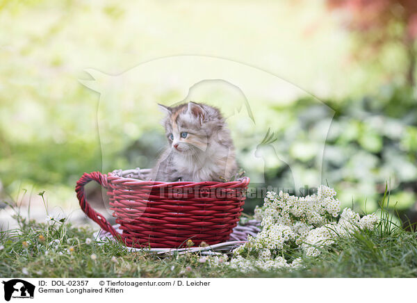 Deutsch Langhaar Ktzchen / German Longhaired Kitten / DOL-02357