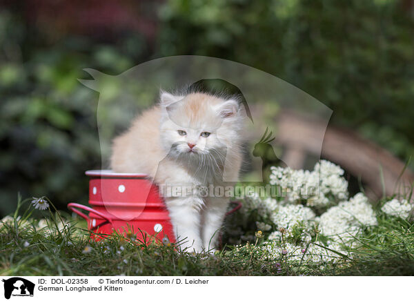 Deutsch Langhaar Ktzchen / German Longhaired Kitten / DOL-02358