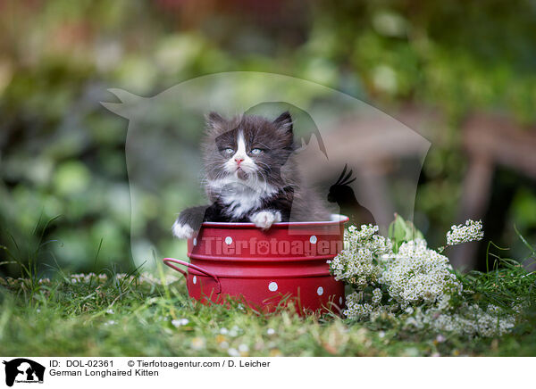 Deutsch Langhaar Ktzchen / German Longhaired Kitten / DOL-02361
