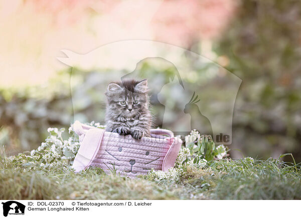 Deutsch Langhaar Ktzchen / German Longhaired Kitten / DOL-02370