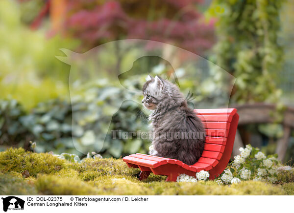Deutsch Langhaar Ktzchen / German Longhaired Kitten / DOL-02375