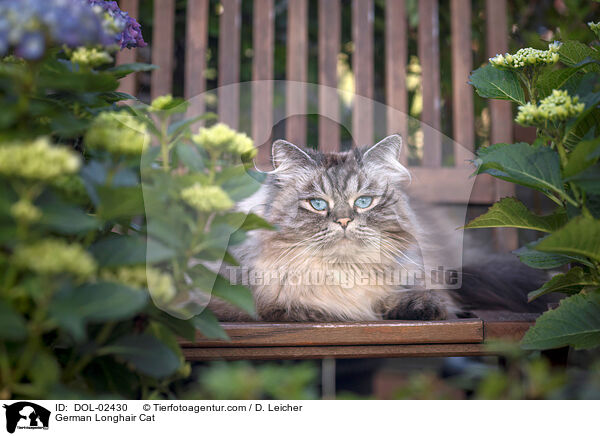 Deutsch Langhaar / German Longhair Cat / DOL-02430