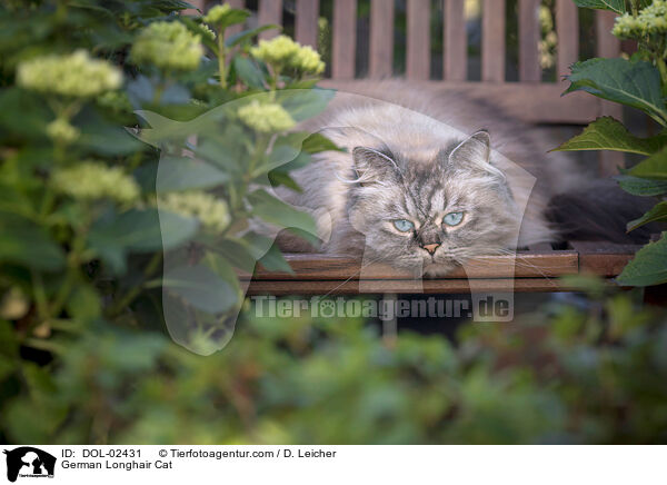 Deutsch Langhaar / German Longhair Cat / DOL-02431