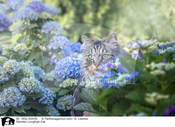 German Longhair Cat / DOL-02435