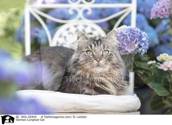 Deutsch Langhaar / German Longhair Cat / DOL-02454