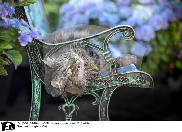 Deutsch Langhaar / German Longhair Cat / DOL-02464