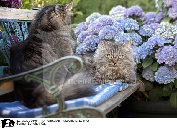 Deutsch Langhaar / German Longhair Cat / DOL-02466