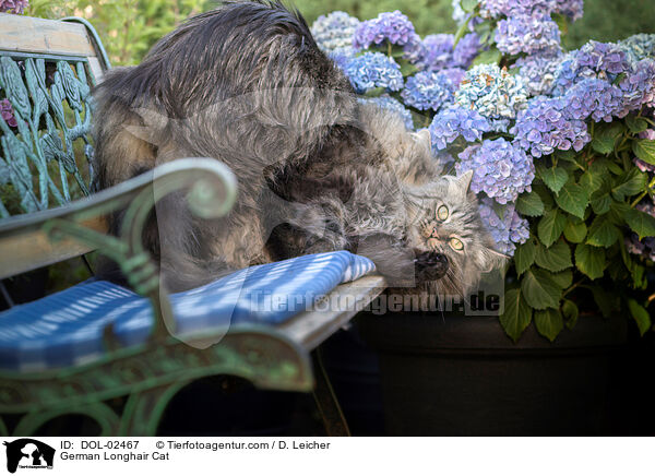 Deutsch Langhaar / German Longhair Cat / DOL-02467