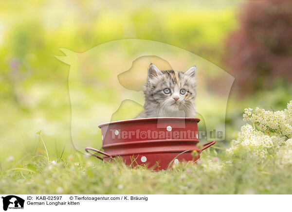 Deutsch Langhaar Ktzchen / German Longhair kitten / KAB-02597