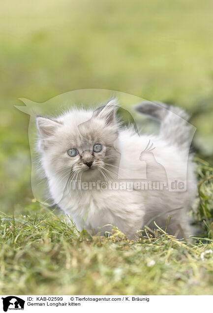 German Longhair kitten / KAB-02599