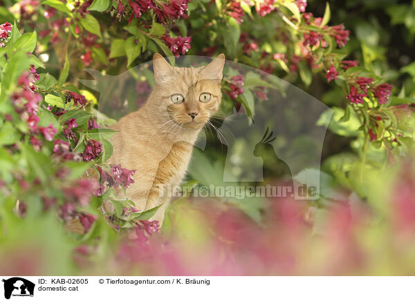 domestic cat / KAB-02605