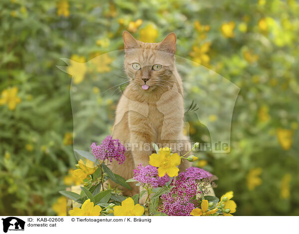 domestic cat / KAB-02606