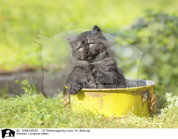 German Longhair kitten / KAB-02635